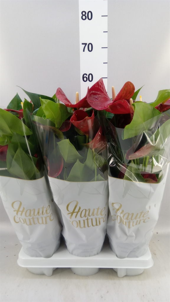 Anthurium Casparo 14Ø 50cm