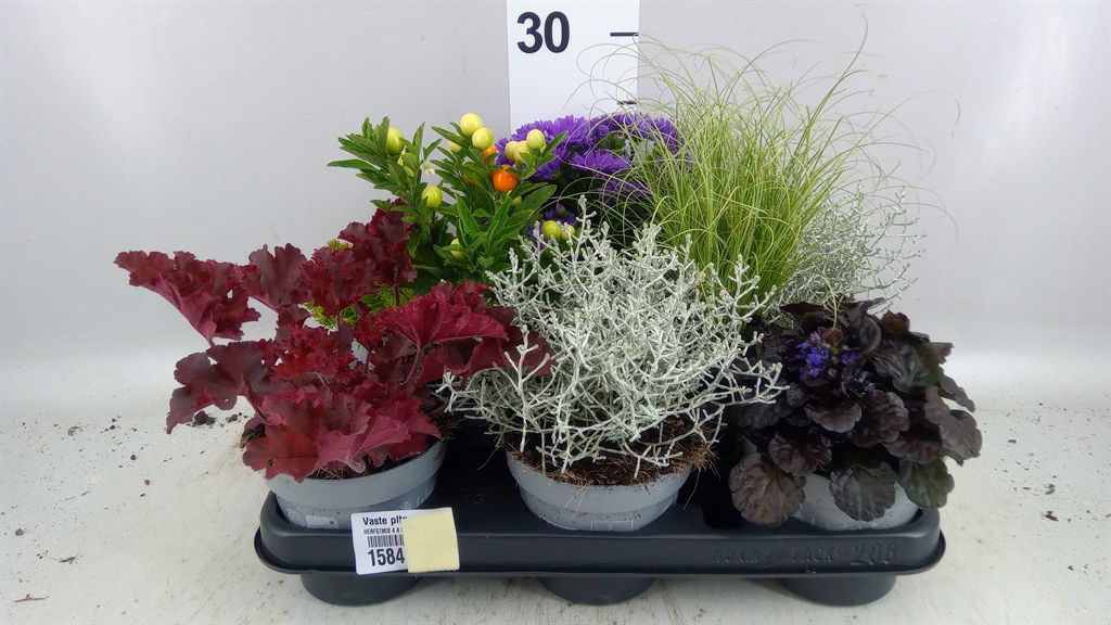 Perennials Mix 6 Pieces 12Ø 15cm