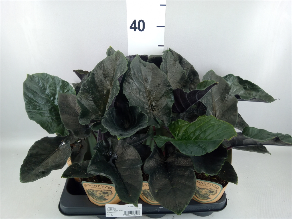 Alocasia Antoro Velvet 11Ø 40cm
