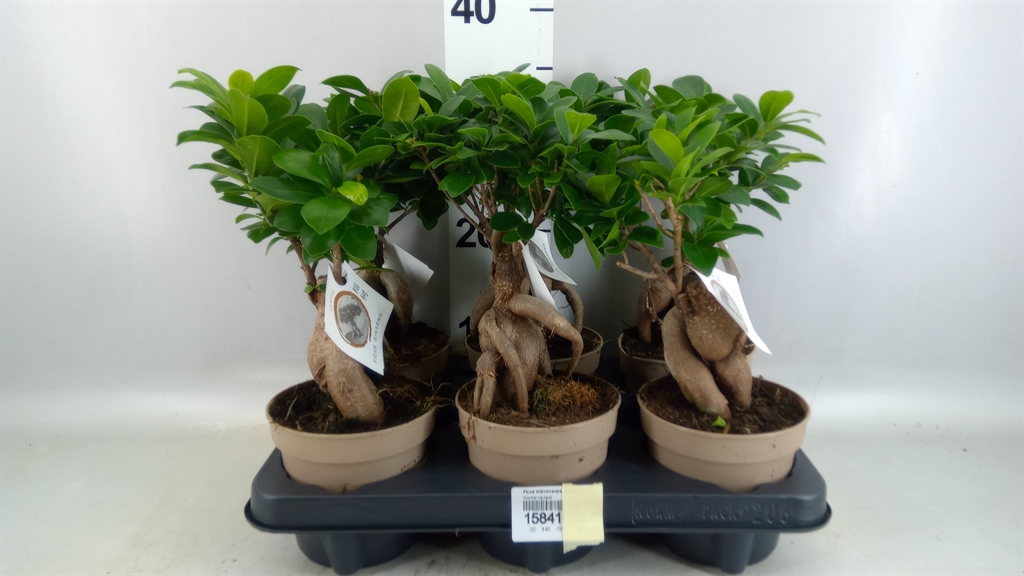Ficus Microcarpa Ginseng 12Ø 30cm