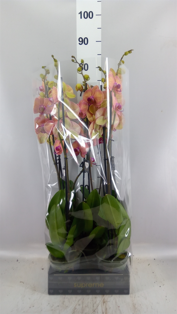 Phalaenopsis Golden Leopard 12Ø 75cm 2st