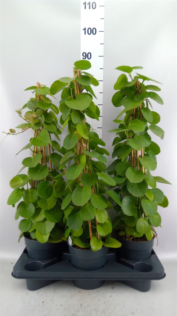 Cissus Rotundifolia 17Ø
