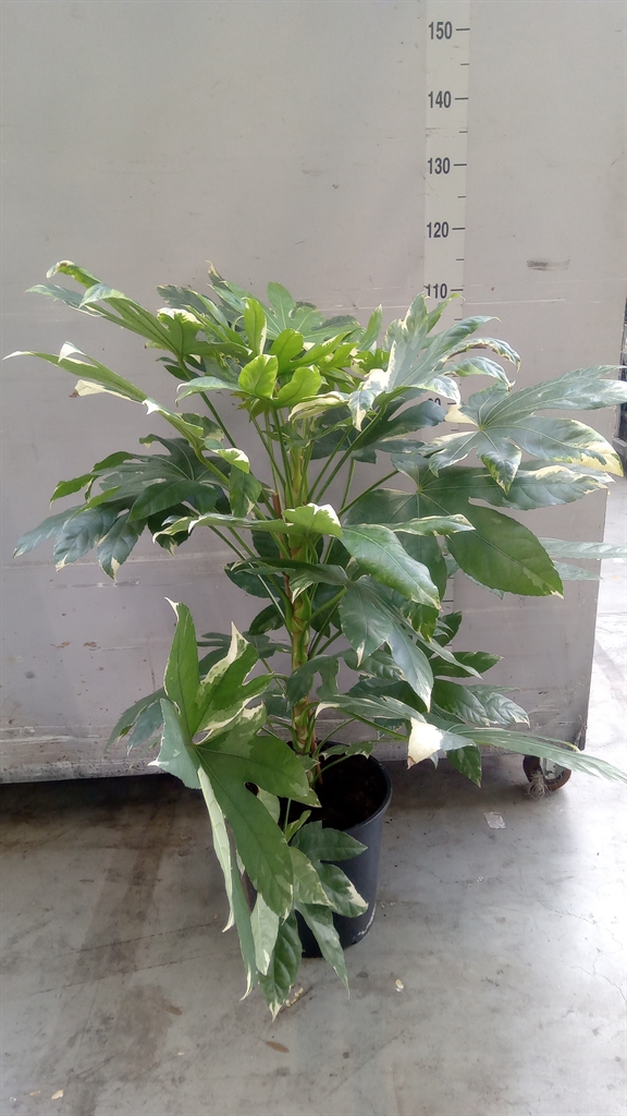 Fatsia Variegata 30Ø 110cm