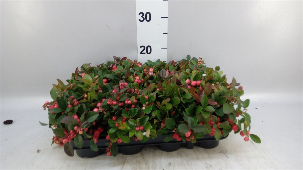 Gaultheria Procumbens 9Ø 15cm