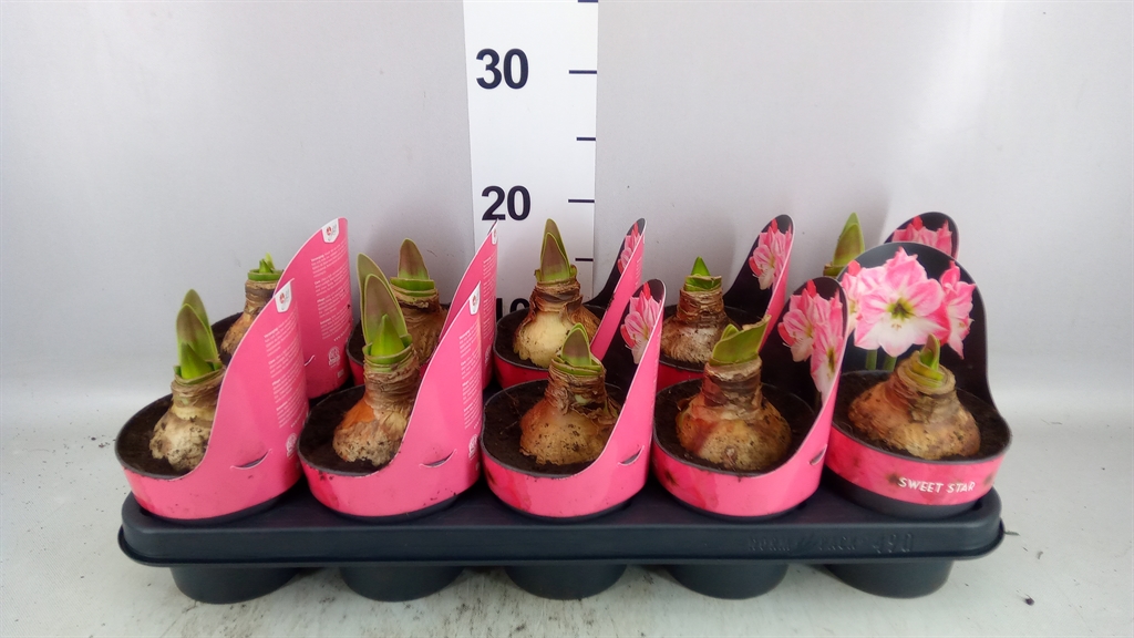 Hippeastrum Sweet Star 12Ø 25cm