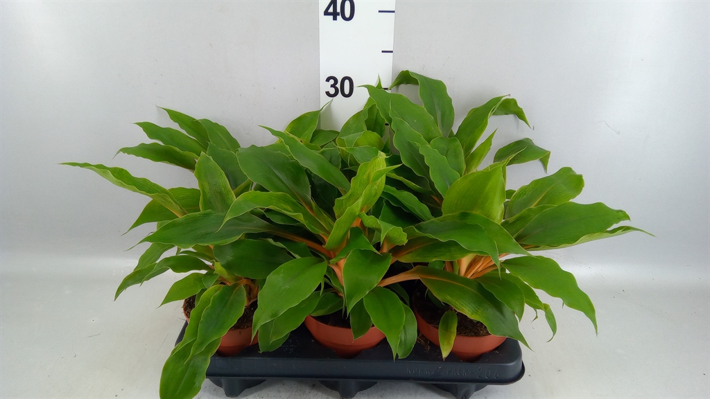 Chlor Or Fire Flash 12Ø 20cm