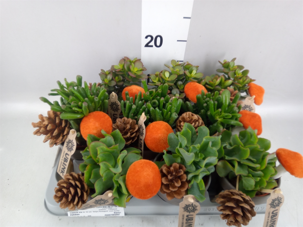 Crassula Mixed 10Ø 18cm