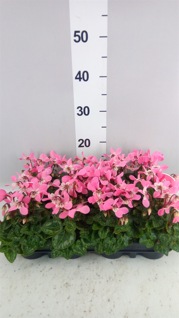 Cyclamen Super Serie Djix 7Ø 15cm