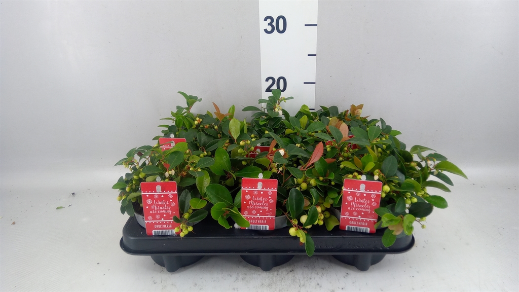 Gaultheria Ciao Bella White 12Ø 15cm