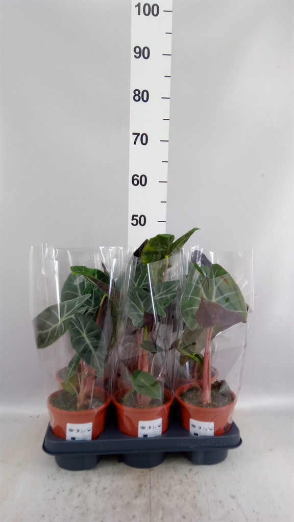 Alocasia Overig 13Ø 40cm