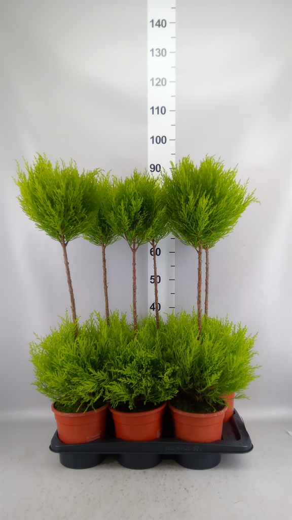 Cupressus Goldcrest Shapes 17Ø 80cm