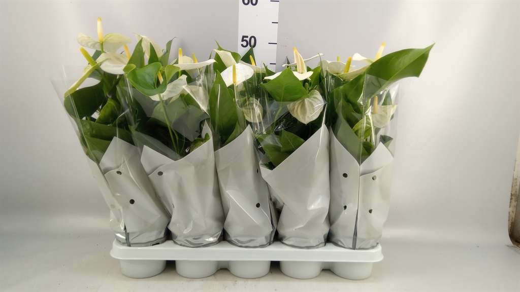 Anthurium Cocos 12Ø 40cm