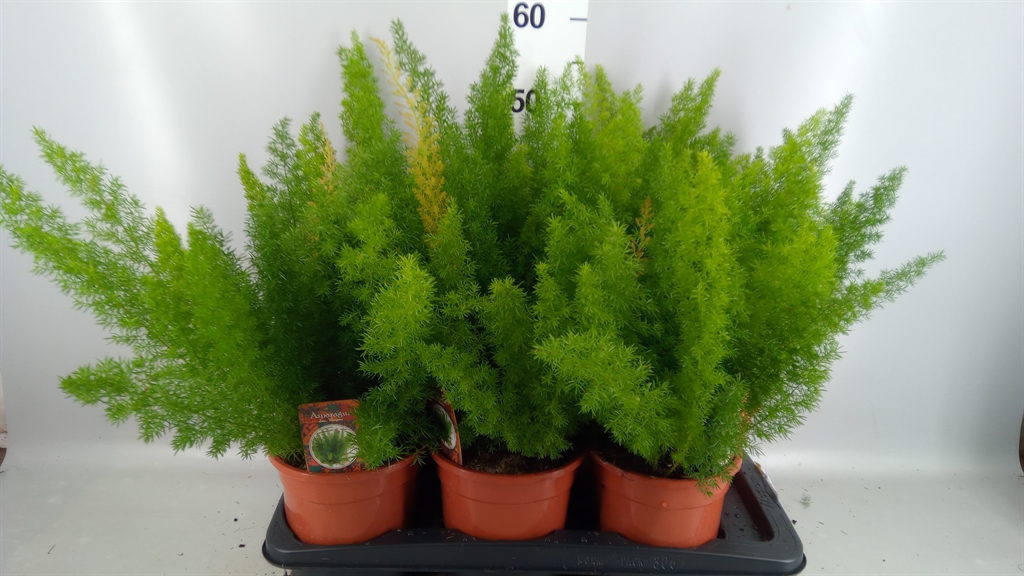 Aspar Meyers 17Ø 45cm