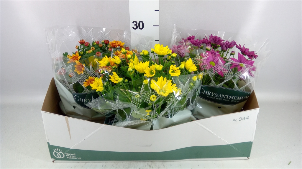 Chrysanth Mix 6 Mix 23Ø 27cm