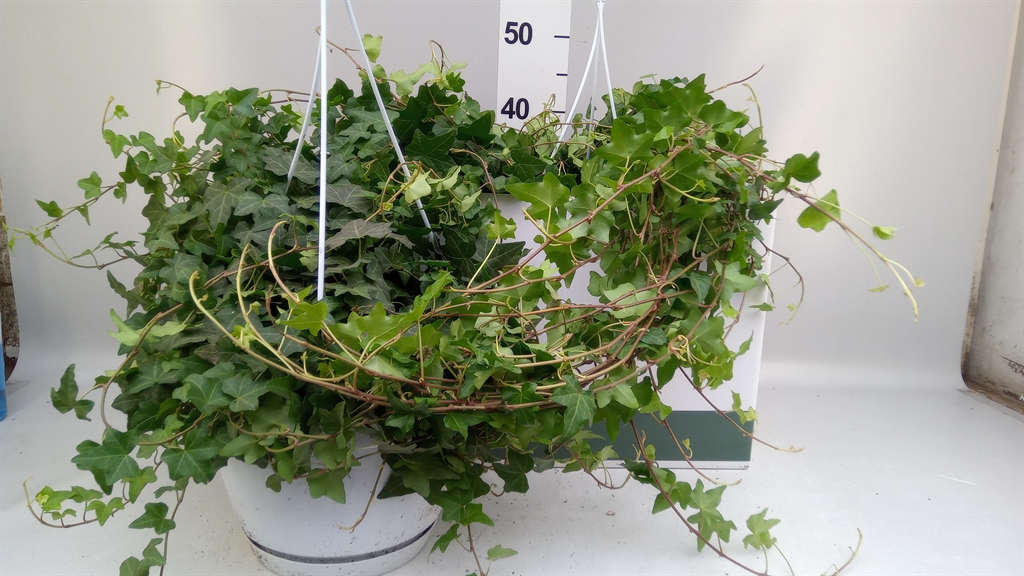 Hedera Helix Pittsburgh 24Ø 130cm