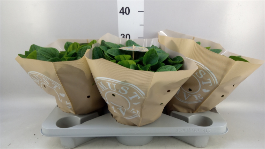 Peperomia Albovittata Rana Verde 17Ø 32cm
