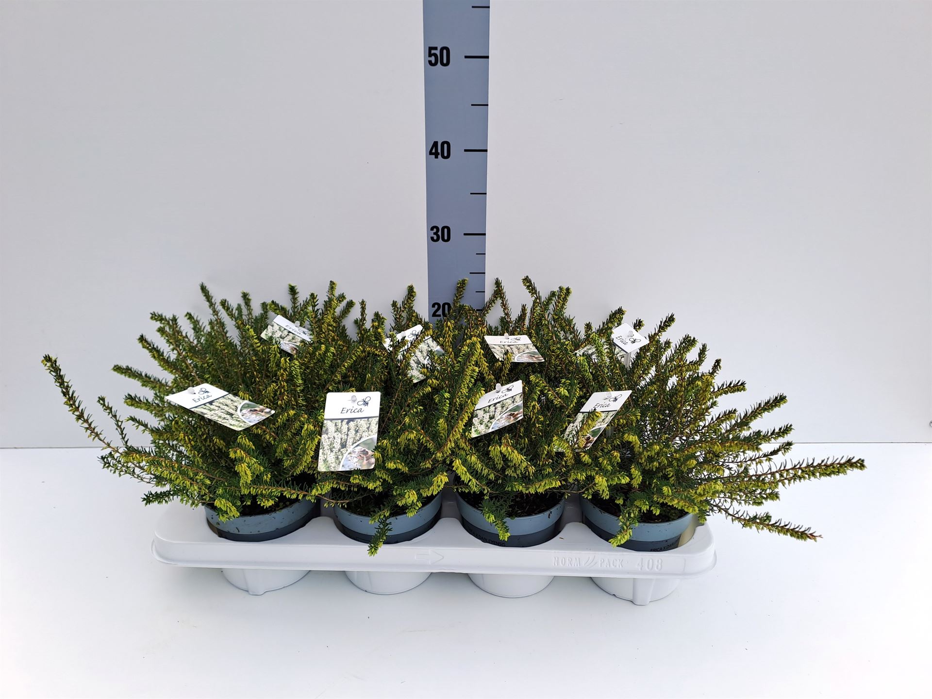 Erica Darleyensis Silberschmelze 12Ø 20cm