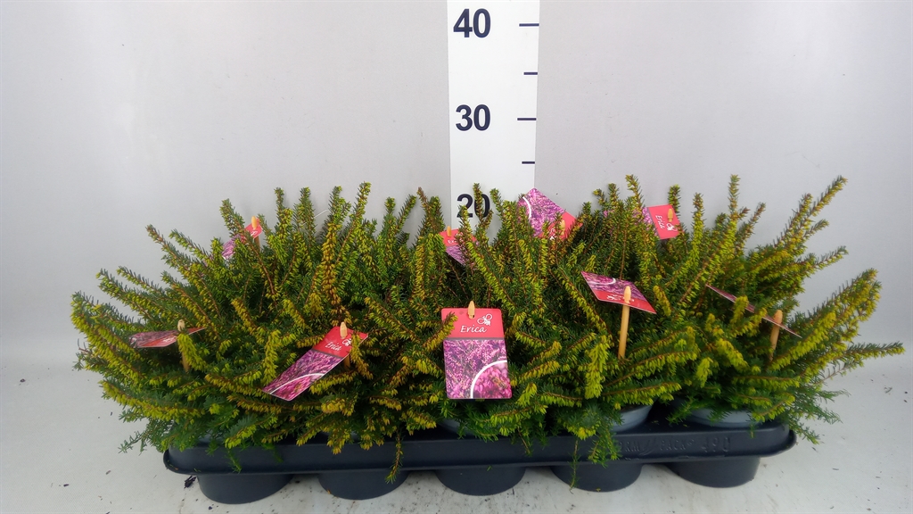 Erica Darleyensis Kramer's Rote 12Ø 20cm