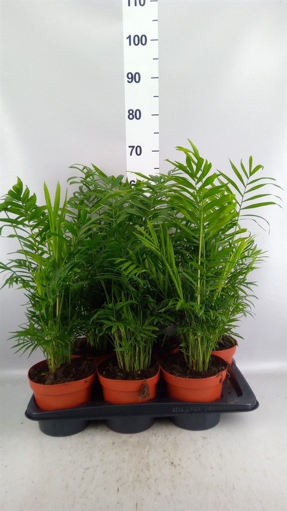 Chamaedorea Elegans 17Ø 65cm