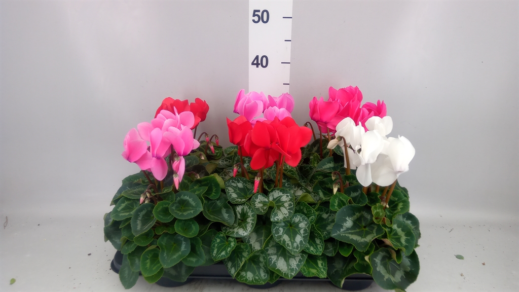 Cyclamen Super Serie Leopardo 13Ø 30cm