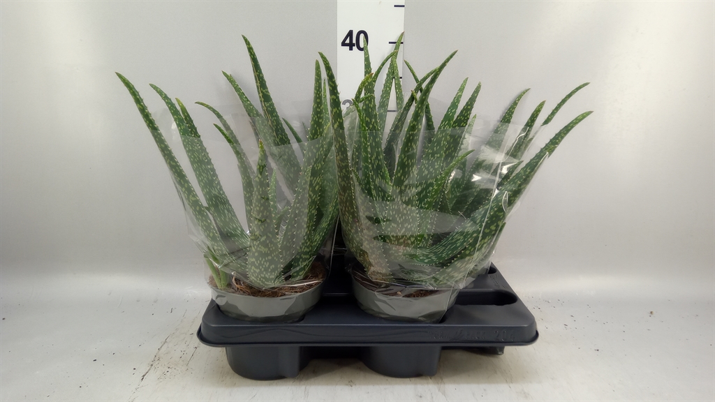 Aloe Vera 14Ø 30cm