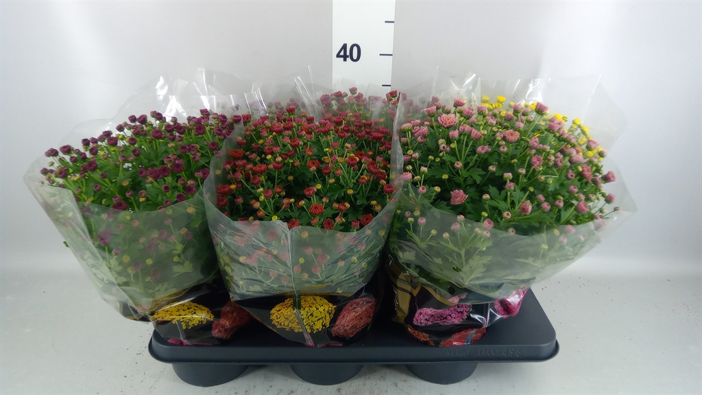 Chrysanthemum Jasoda Mix 15Ø 35cm