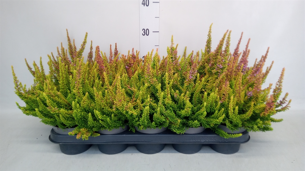 Calluna Vulgaris Skyline Dallas 12Ø 25cm