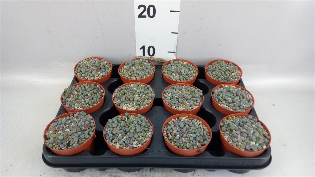 Lithops 508Ø