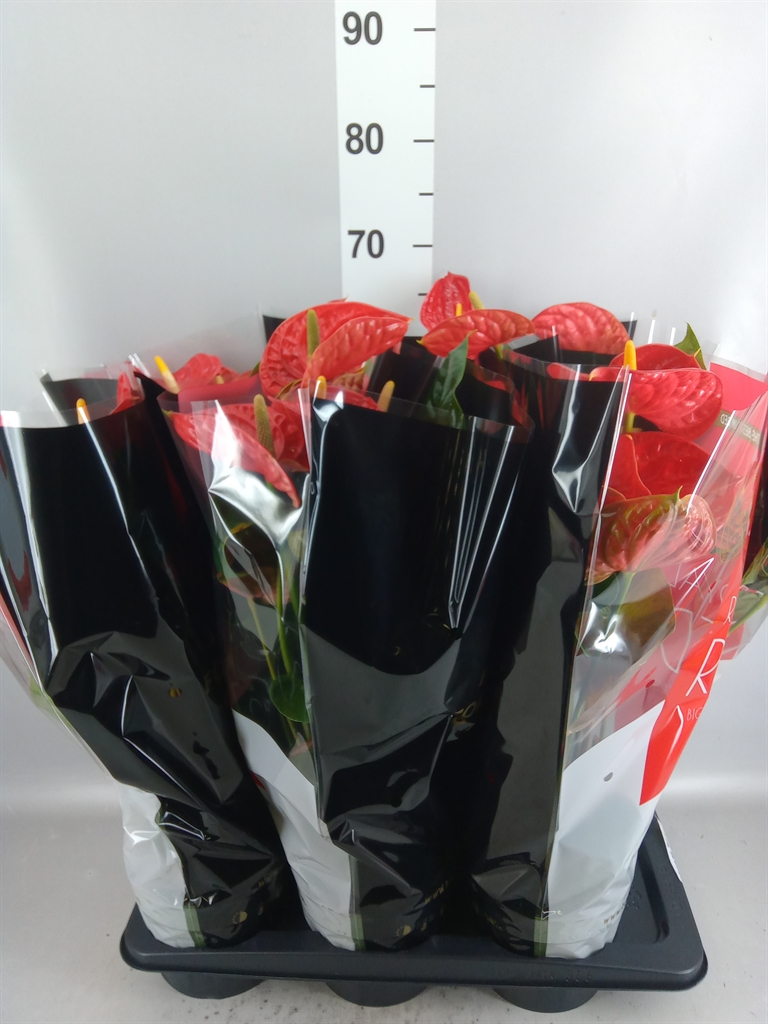 Anthurium Madural 17Ø 60cm