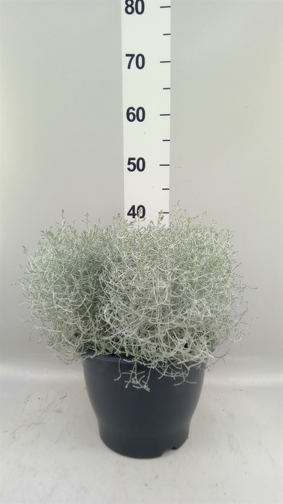 Leucophyta Brownii 27Ø 40cm