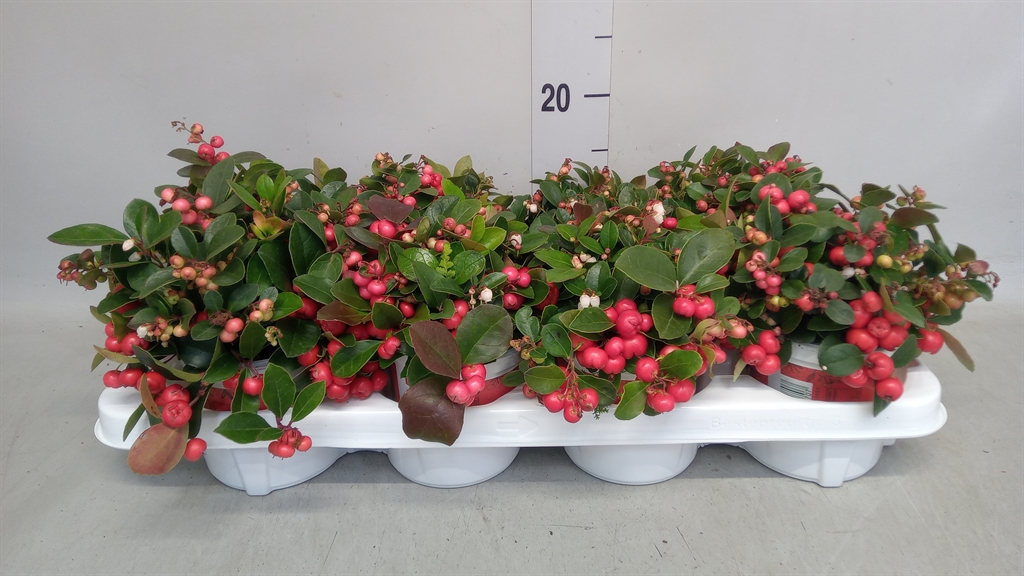 Gaultheria Procumbens 12Ø 16cm