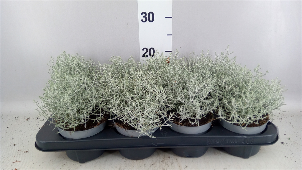 Leucophyta Brownii Whimsy Silver 12Ø 15cm