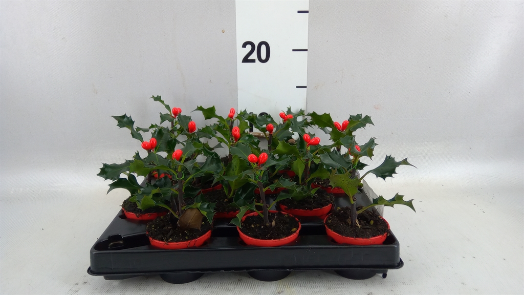 Ilex Aquifolium 20cm