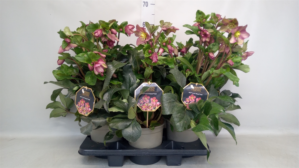 Helleborus Hgc Ice N' Roses Early Red 19Ø 35cm