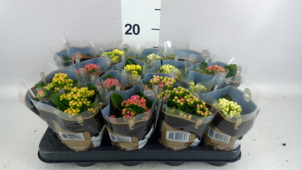 Kalanchoe Double Royale Mix 7Ø 15cm