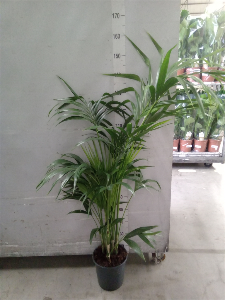 Howea Forsteriana 24Ø 150cm