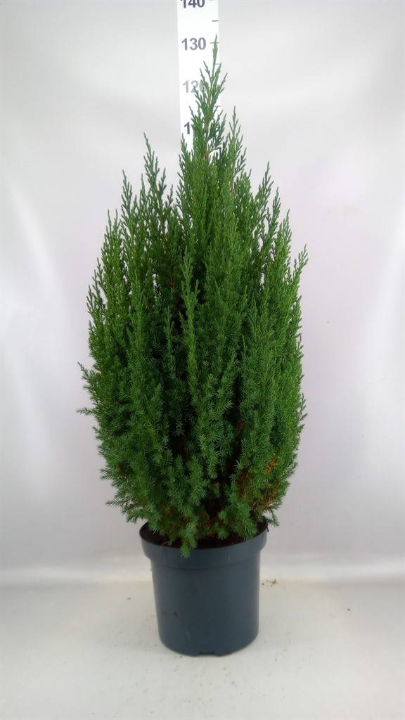 Juniperus Stricta 26Ø 90cm