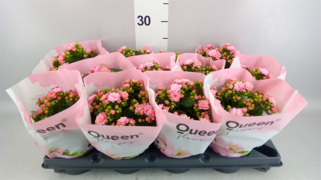 Kalanchoe Double More Flowers Augusta 10Ø 25cm
