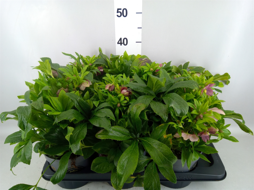 Helleborus Viv Victoria 17Ø 40cm