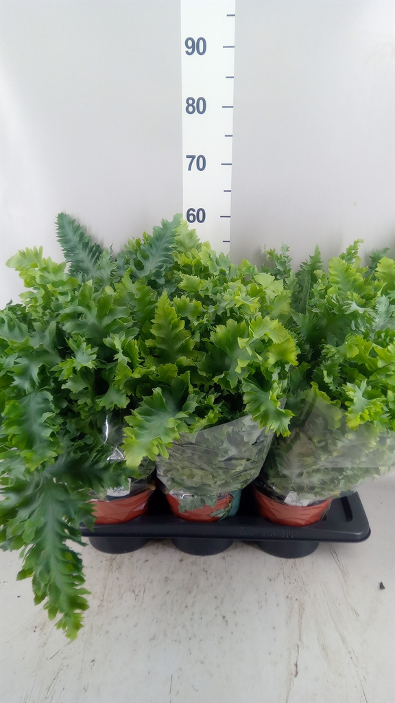 Phlebodium Aureum Davana 17Ø 45cm