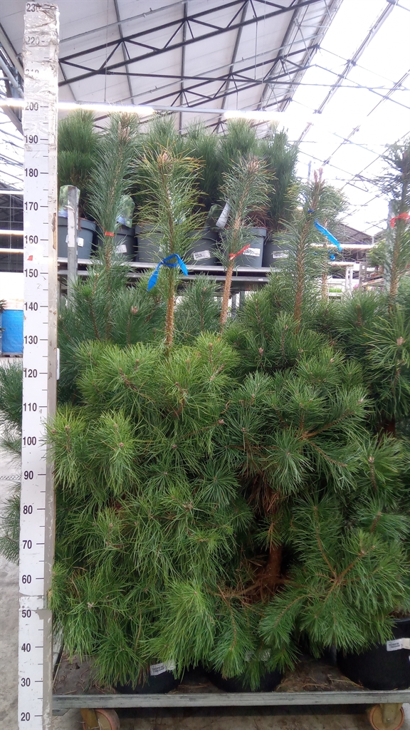 Pinu Sylvestris 35Ø 160cm