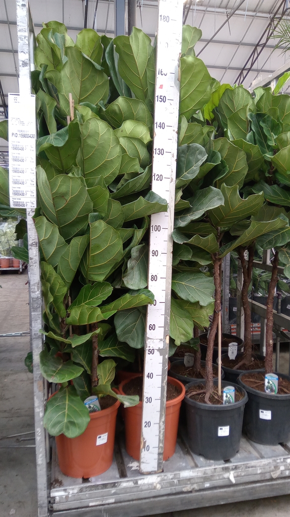 Fic Ov Lyrata 32Ø 165cm