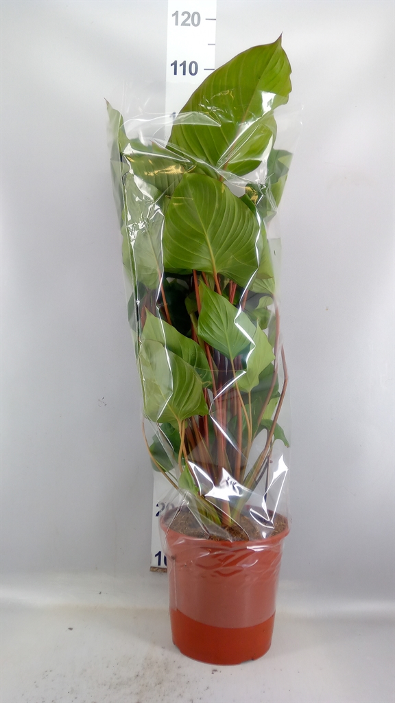 Homalomena Maggy 24Ø 80cm