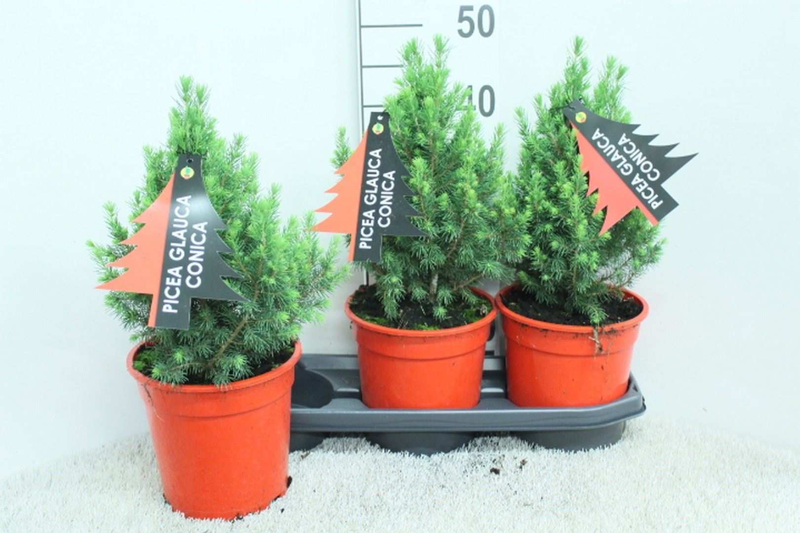 Picea Conica 19Ø 60cm