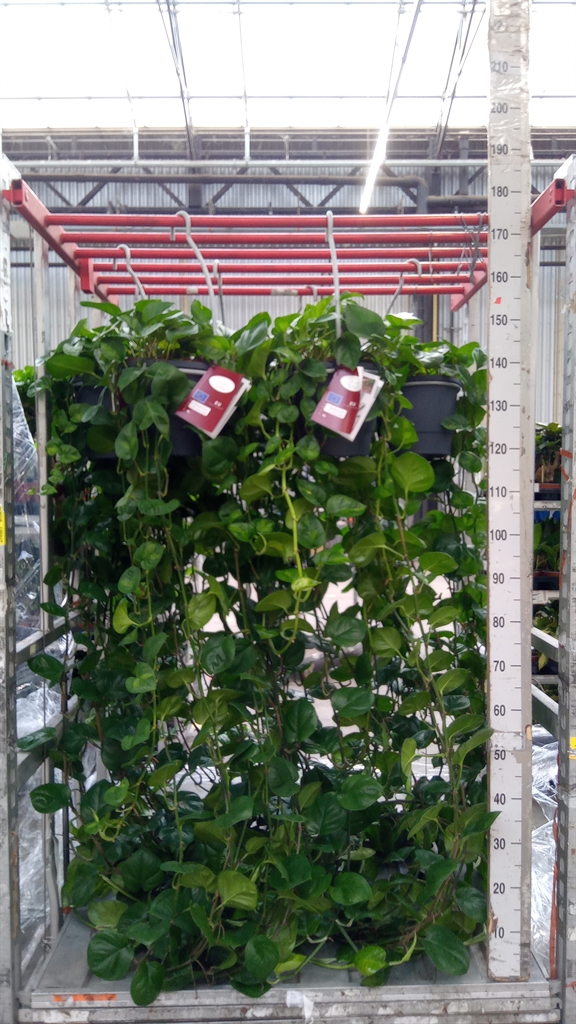 Epipremnum Global Green 25Ø 200cm