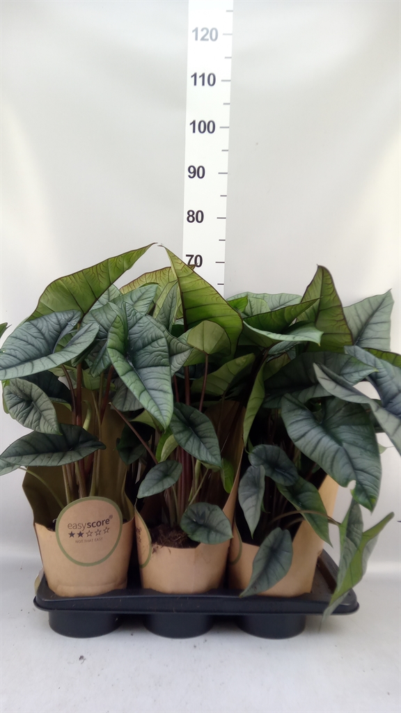 Alocasia Overig 17Ø 70cm