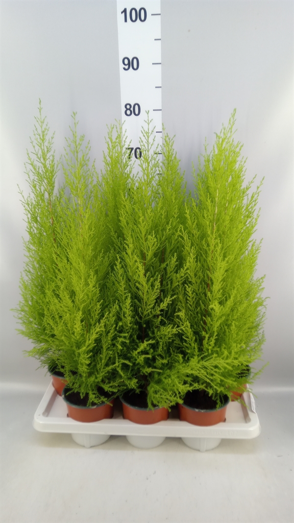 Cupressus Goldcrest Wilma 14Ø 65cm