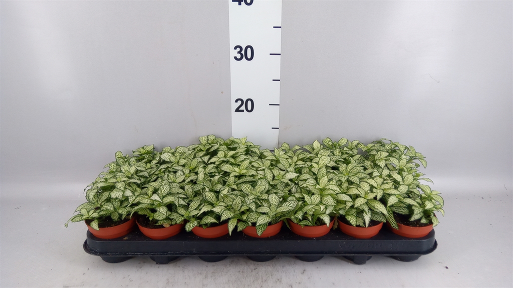 Fittonia Mosaic White Forest Flame 8Ø 10cm