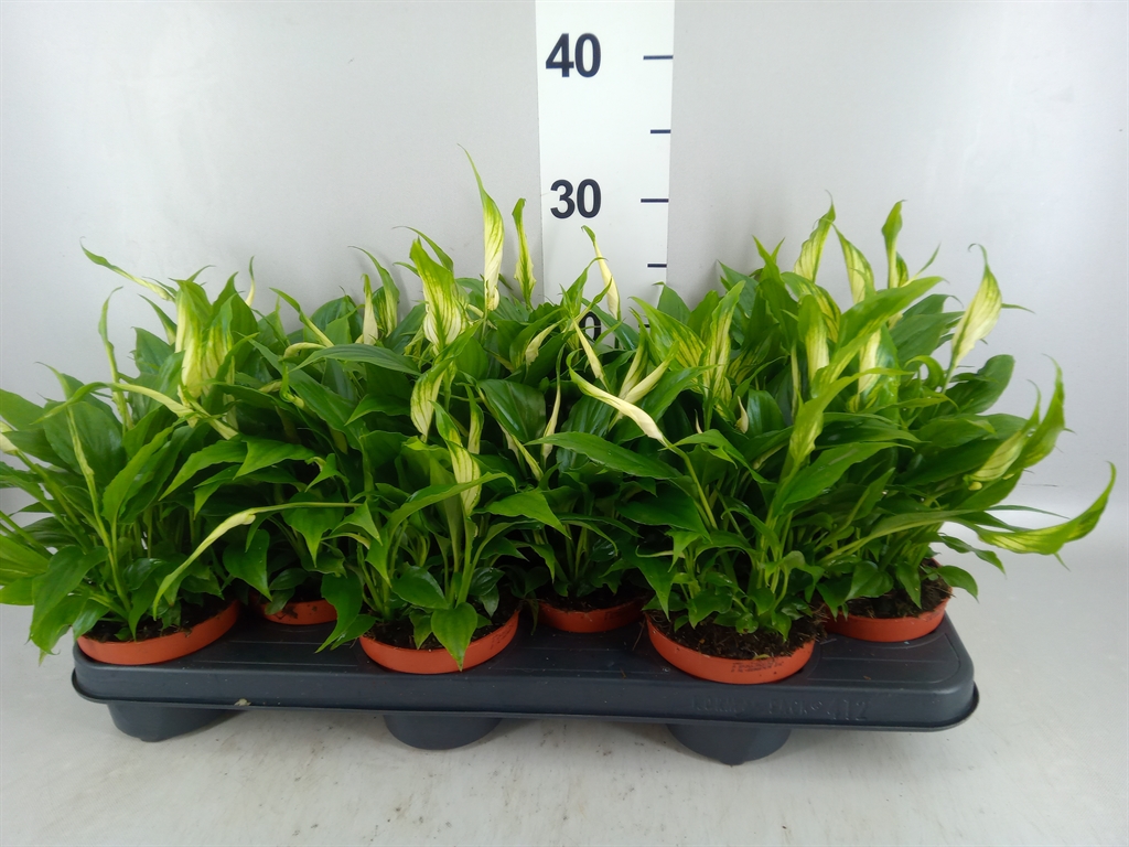 Spathiphyllum Chopin 10Ø 30cm