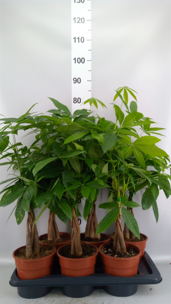 Pachira Aquatica 17Ø 65cm